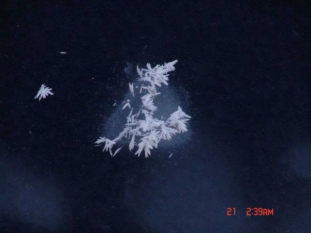 Frost flowers on forming on small pancake in frazil ice Picture