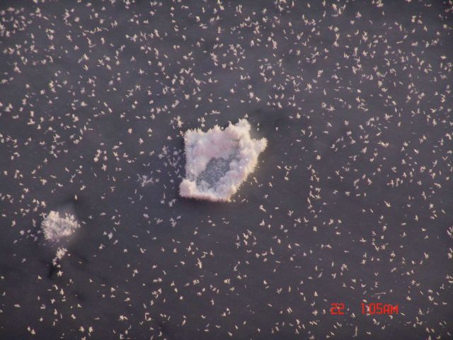 Frost flowers with ice crystals forming on small pancake frozen into ice surface Picture