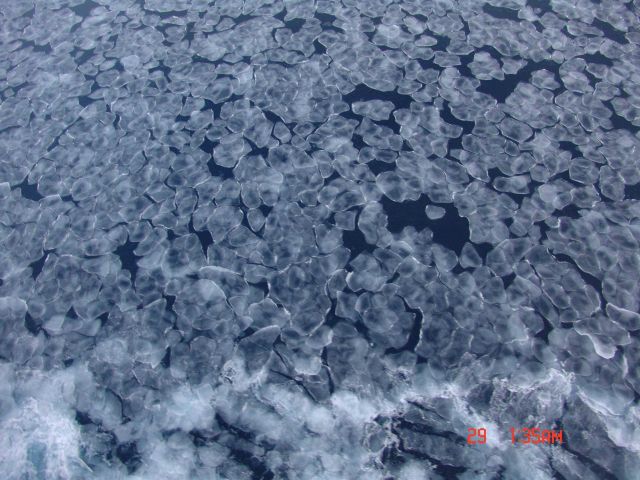 Pancake ice coming together to form larger pancakes, thence floes, and thence larger floes, until pack becomes solid mass, Picture