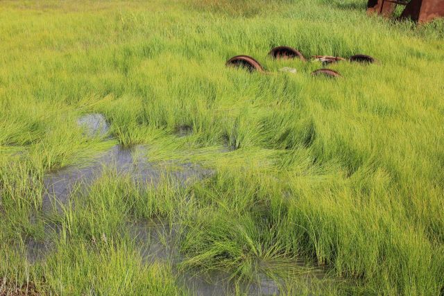 Remants of a railroad hand car sinking into the tundra at Mile 33, the Solomon Bridge, along the Nome to Council Road. Picture