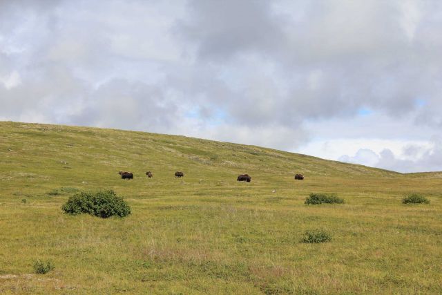 Musk ox grazing along a hillside on the Nome to Council Road. Picture