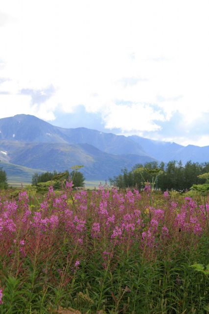 Fireweed Picture