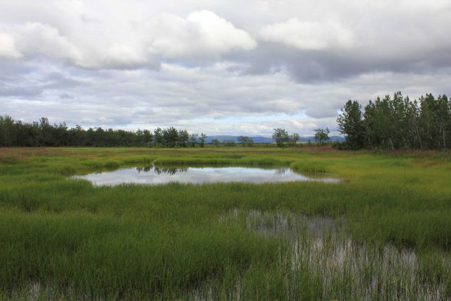 Marsh associated with geothermal spring at Pilgrim Hot Springs. Picture