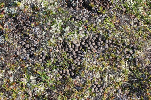 Caribou dung on a hillside in the Kigluiak Mountains. Picture