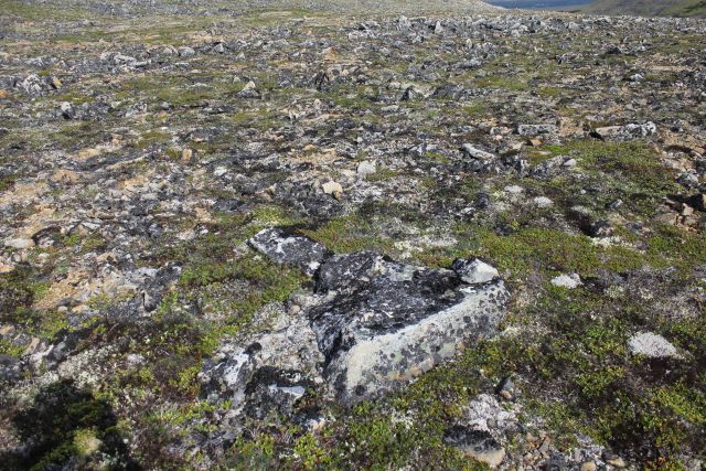 Frost-heaved lichen covered rocks interspersed with Arctic plants along the Kougarok Highway. Picture