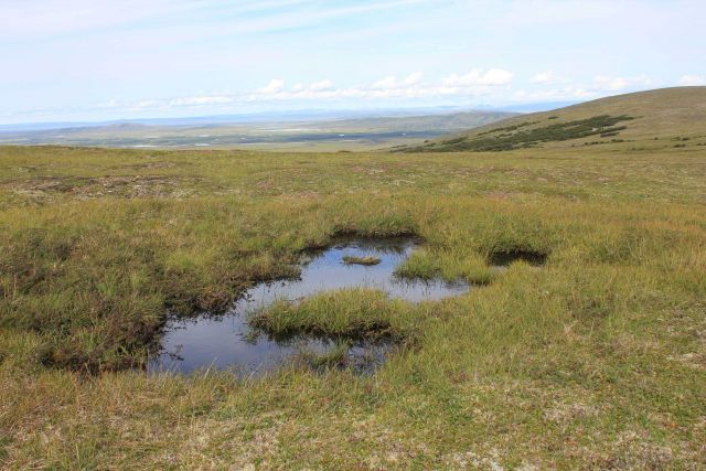 A melt pond on high tundra above the Imuruk Basin. Picture