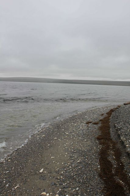Stringy seaweed on the cobble beach at Teller. Picture