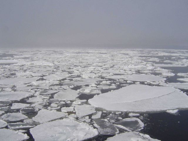 Ice floes extending to the horizon. Picture