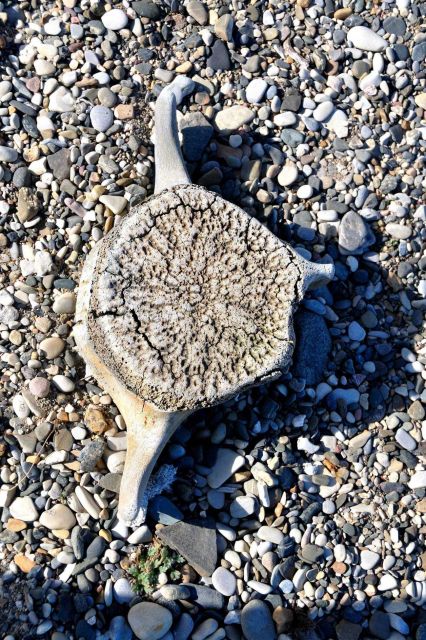 A whale vertebrae on the beach at Demarcation Point. Picture