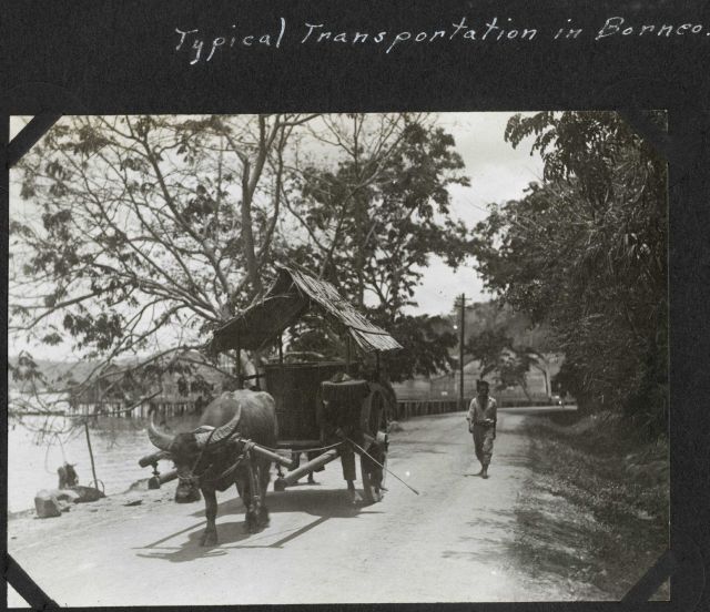 Carabao provided transportation in Borneo. Picture