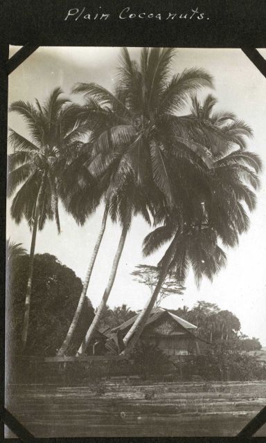 Coconut palm trees and a native home. Picture