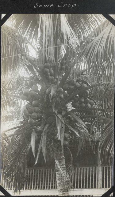 An overactive coconut palm. Picture