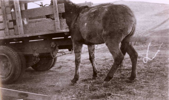 Mule waiting to be loaded on truck for transport Picture