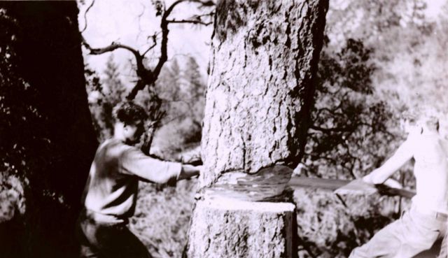 Clearing lines-of-sight at triangulation station Picture