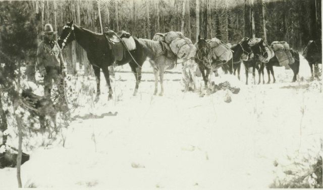 Cowboy Roy Bixby has the horses packed and ready to head out of the high country Picture