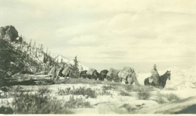 Cowboy Roy Bixby leads string of pack horses out of the high country Picture