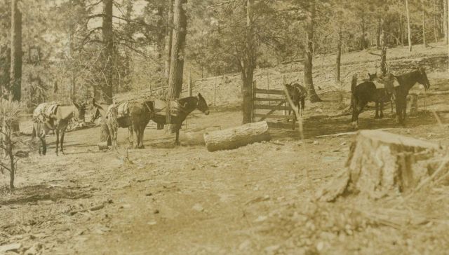 Packing mules with lumber to build tower on Mt Picture