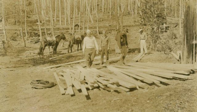 Packing mules with lumber to build tower on Mt Picture