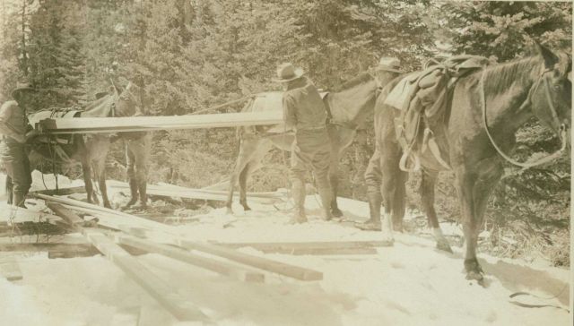 Packing mules with lumber to build tower on Mt Picture