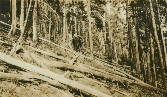 Passing over fallen timber on the way to Station Nevada. Picture