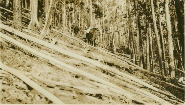 Passing over fallen timber on the way to Station Nevada. Picture