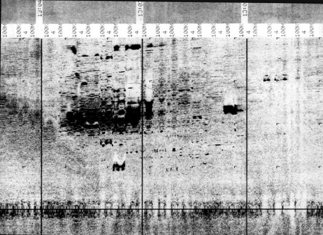 Side Scan sonar image of debris field associated with TWA 800 disaster discovered by NOAA Ship RUDE. Picture