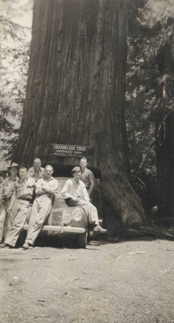 Coast and Geodetic Survey triangulation crew at the Chandelier Tree in Underwood Park. Picture
