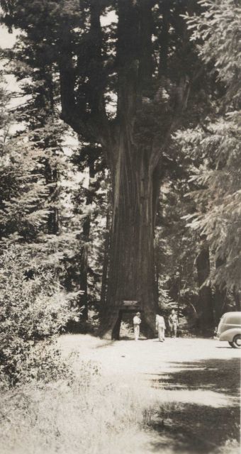 Coast and Geodetic Survey triangulation crew at the Chandelier Tree in Underwood Park. Picture
