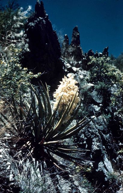 Yucca bloom Picture