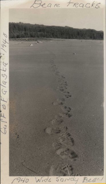 Bear tracks on the beach - a reminder that this was still a very wild coastline. Picture