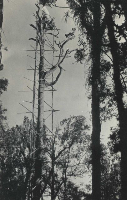 Tree with scaffolding used for signal and observing stand on Philippine island. Picture