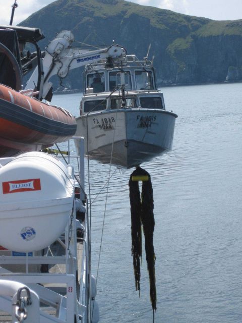 Wonder if this kelp is helping performance of hull-mounted sidescan unit. Picture