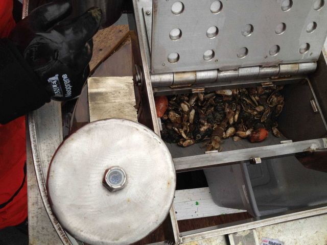 Viewing freshly obtained bottom sample material. Picture