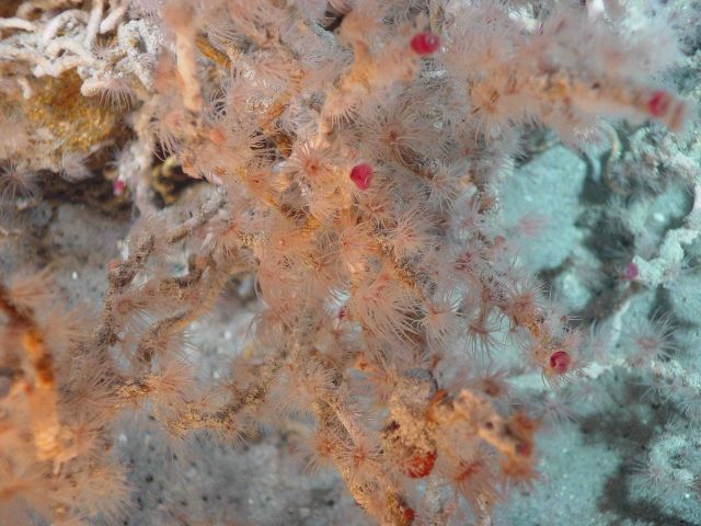 Pacific Ring of Fire Expedition Picture