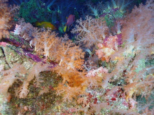 Pacific Ring of Fire Expedition Picture