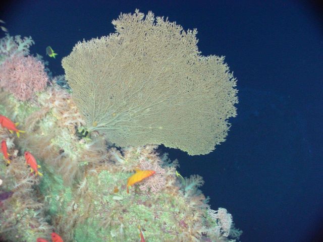 Pacific Ring of Fire Expedition Picture