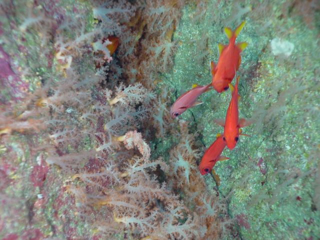 Pacific Ring of Fire Expedition Picture