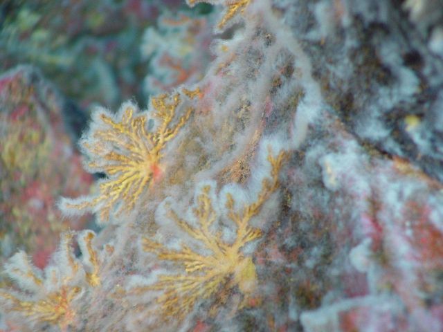 Pacific Ring of Fire Expedition Picture
