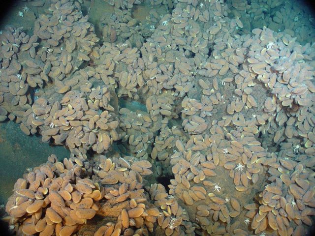 Pacific Ring of Fire Expedition Picture