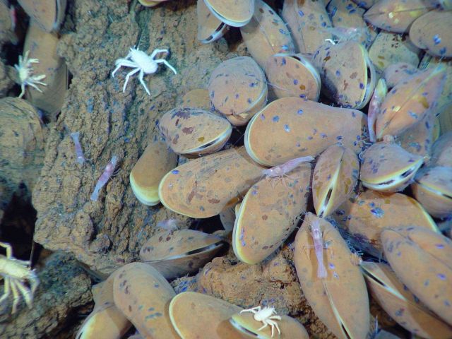 Pacific Ring of Fire Expedition Picture