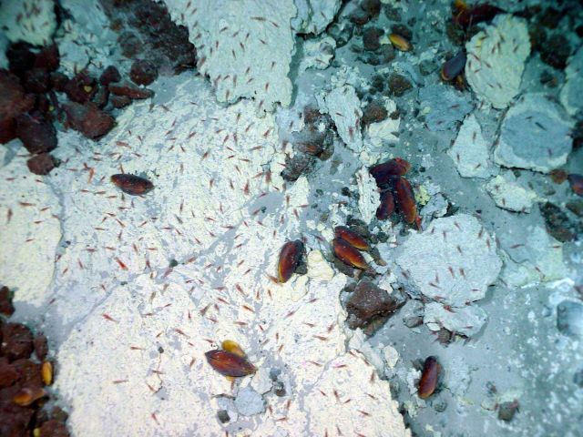 Pacific Ring of Fire Expedition Picture