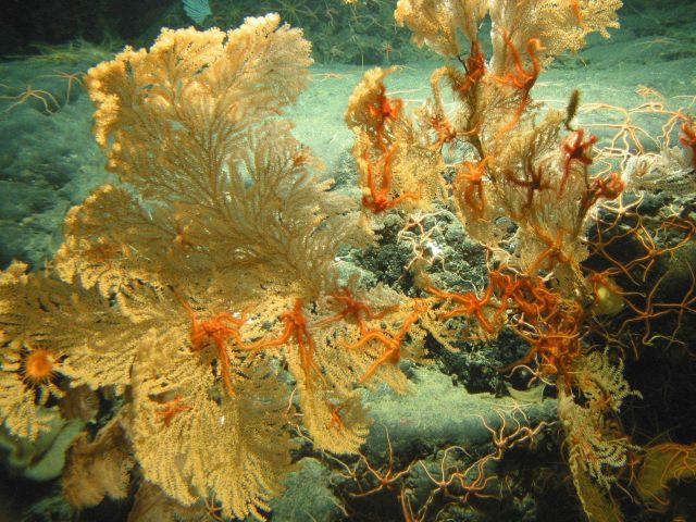 Gulf of Alaska Seamount Expedition Picture