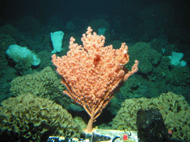 Gulf of Alaska Seamount Expedition Picture