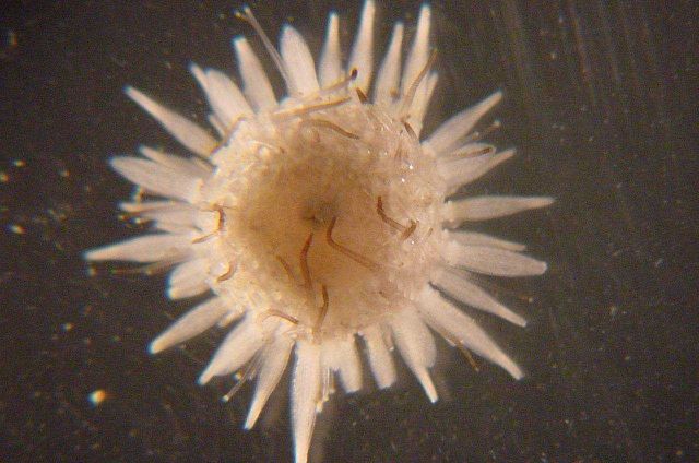 Charleston Bump Expedition Picture