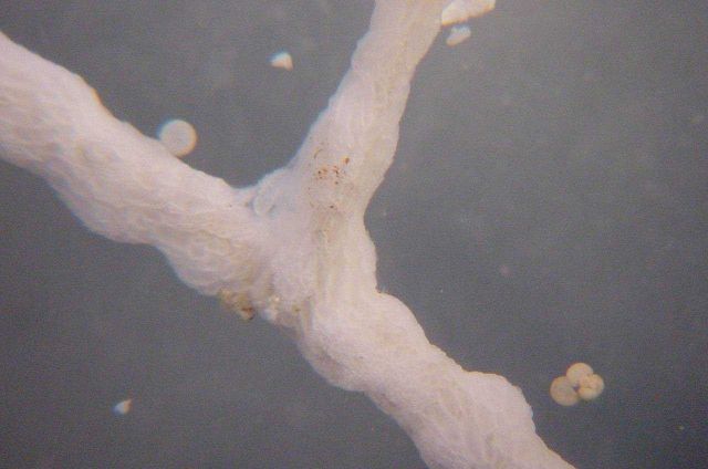 Charleston Bump Expedition Picture