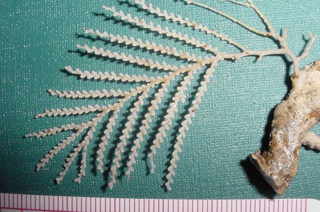 Charleston Bump Expedition Picture