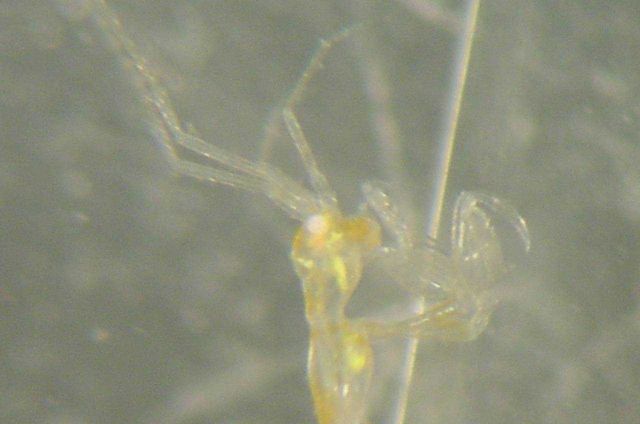 Charleston Bump Expedition. Picture