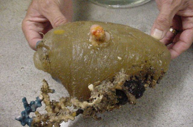 Charleston Bump Expedition. Picture