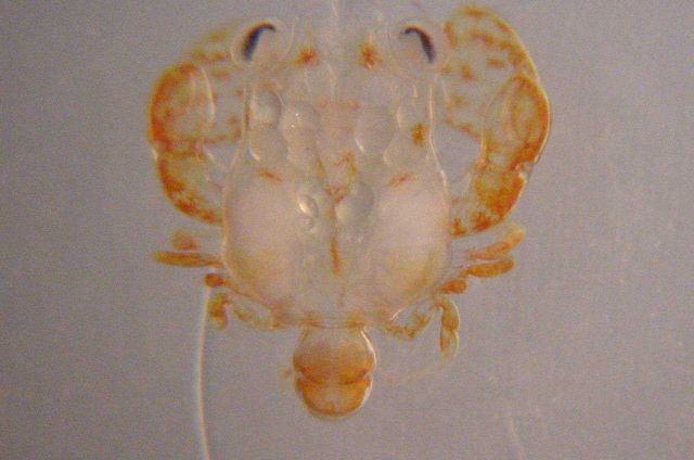 Charleston Bump Expedition Picture