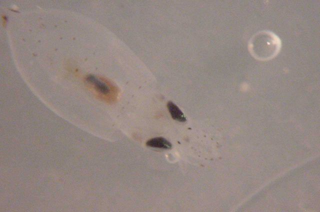 Charleston Bump Expedition Picture